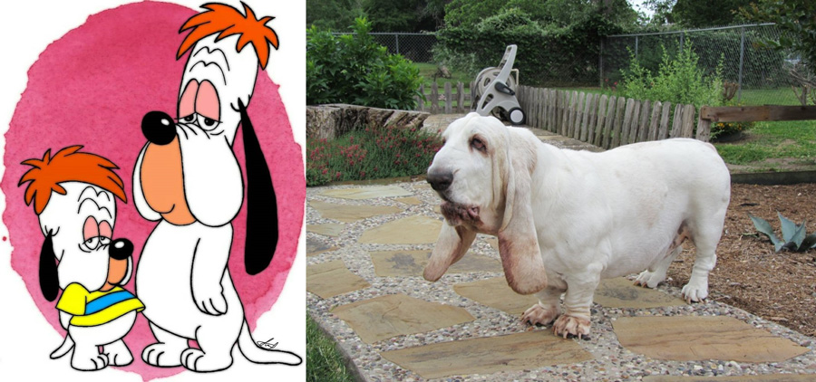 Droopy and Dripple are Basset Hound.
