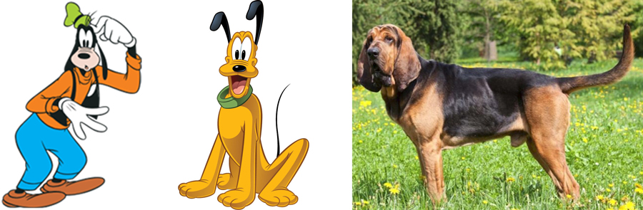 Goofy and Pluto are Bloodhound.