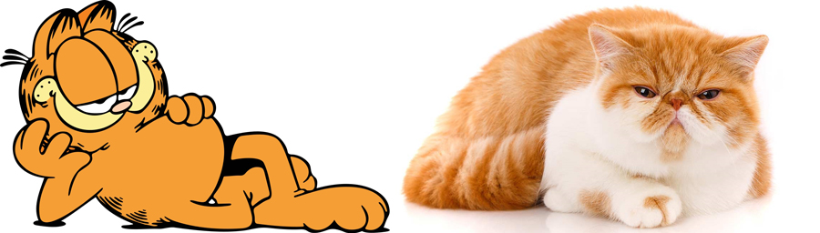 Garfield is Exotic Shorthair.