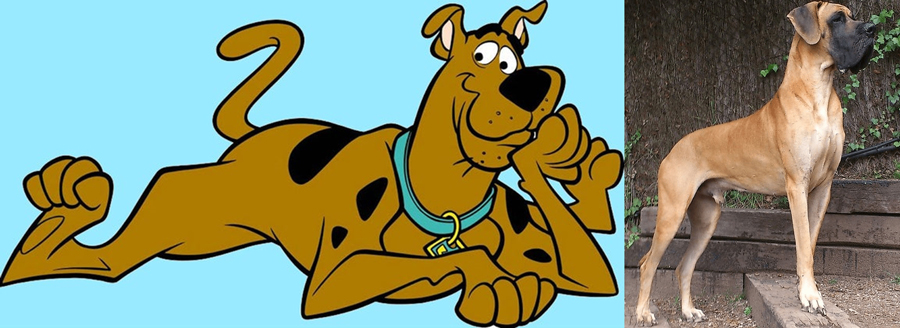 Scooby Doo is Great Dane.