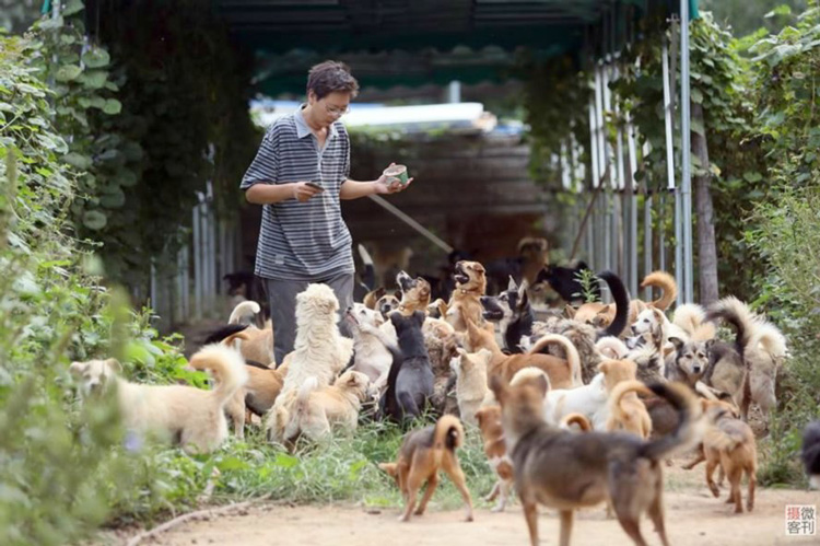 This man has saved over 700 stray dogs in China over the last 8 years.