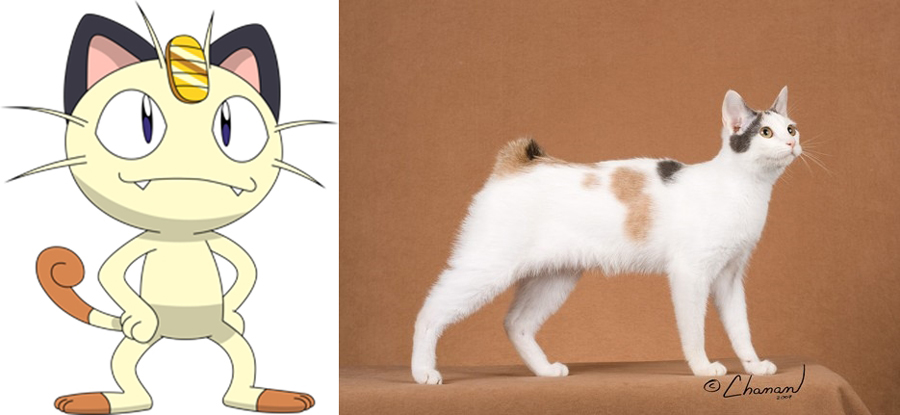 Meowth is Japanese Bobtail.