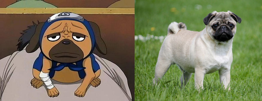 Pakkun is Pug.