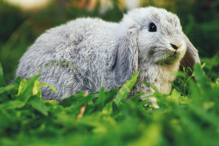 ลูกกระต่าย กระต่ายแคระ เลี้ยงกระต่าย การดูแลลูกกระต่าย 