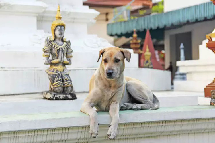 Do you know about the Channapatna Dog Temple in Karnataka?