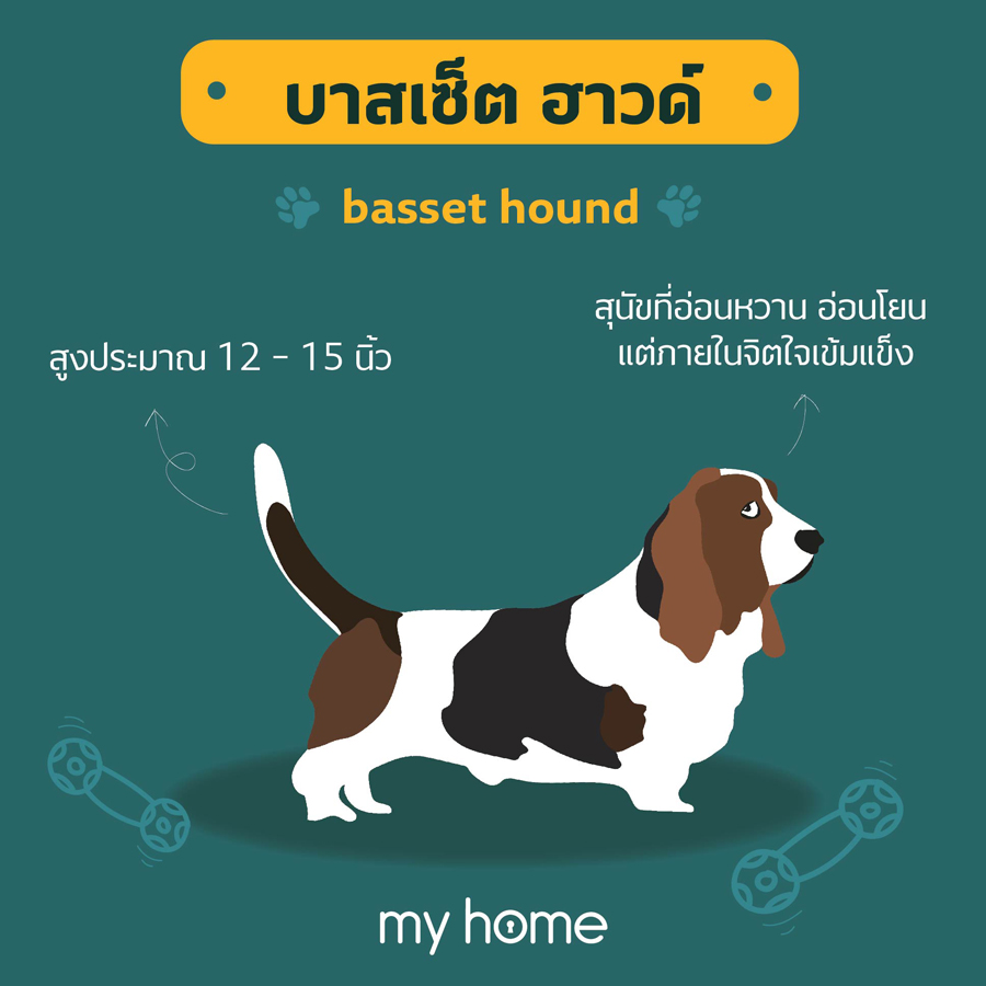 หมาขาสั้น บาสเซ็ต ฮาวด์ (Basset Hound)