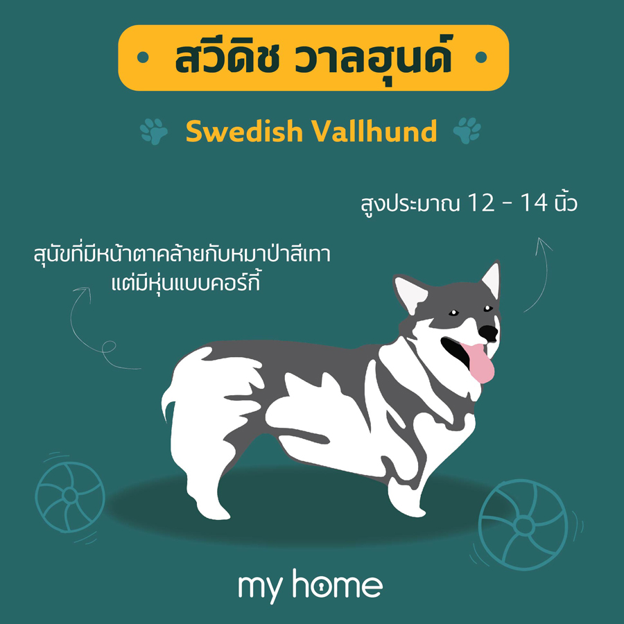 หมาขาสั้น สวีดิช วาลฮุนด์ (Swedish Vallhund)