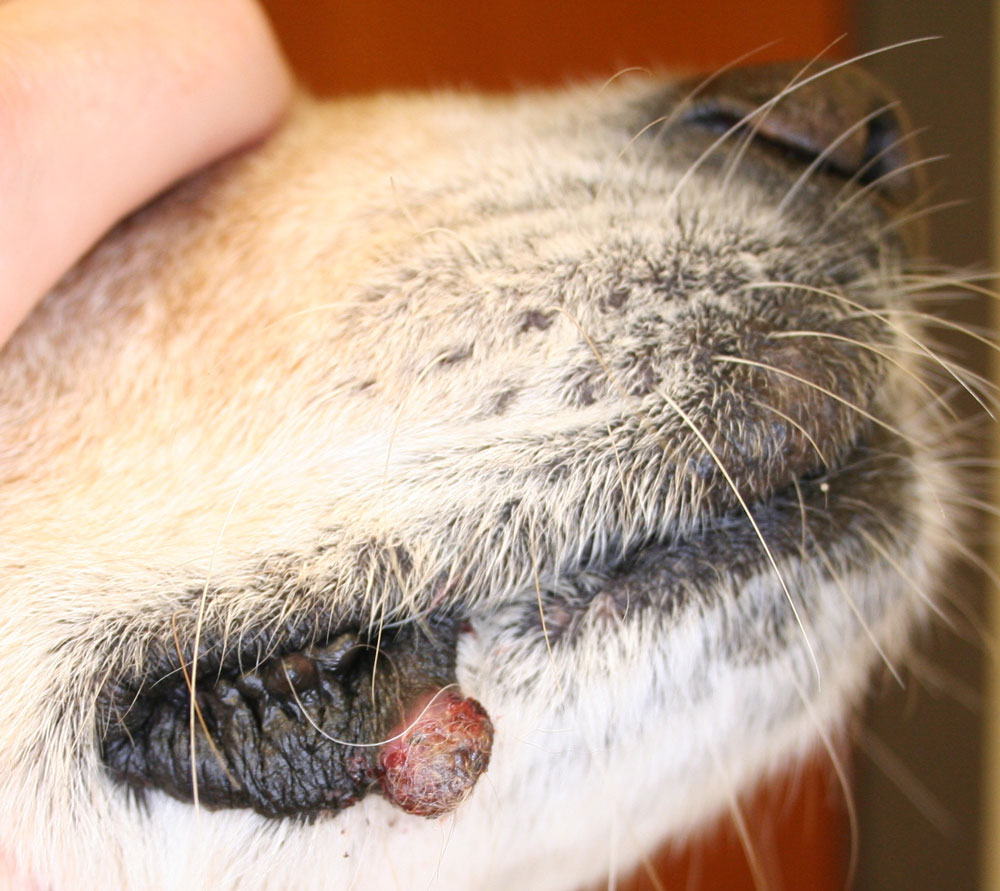มะเร็งในปากสุนัข
