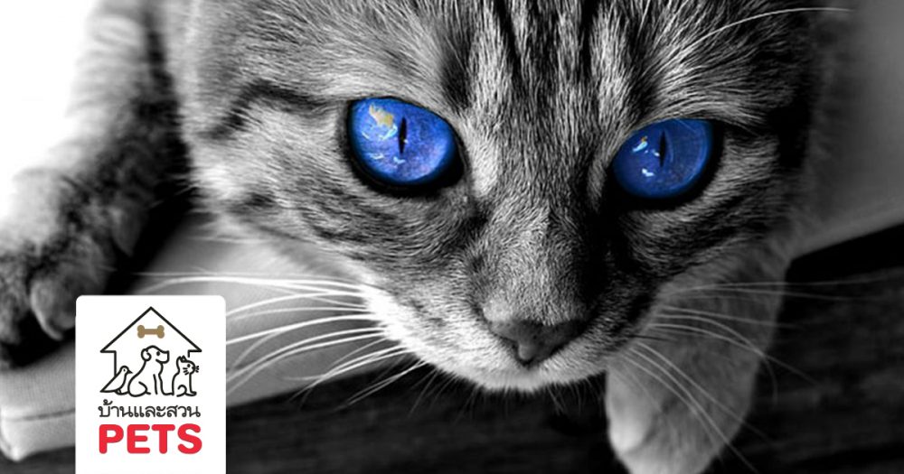 แมว ขาว ตาแดง