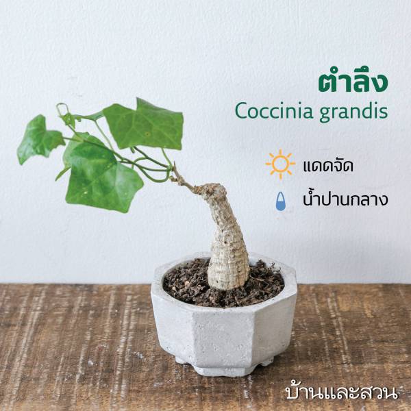 ไม้โขด ตำลึงโขด