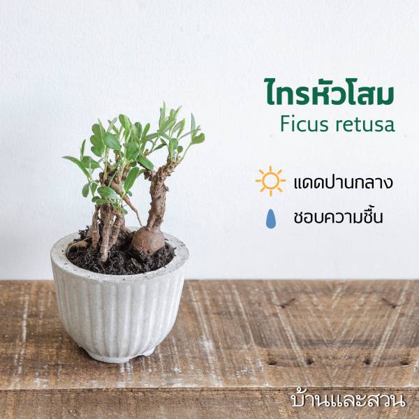 ไม้โขด ไทรหัวโสม