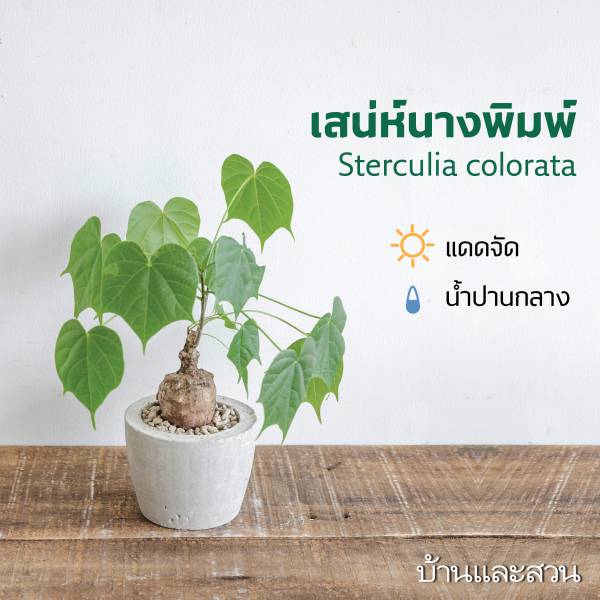 ไม้โขด ต้นเสน่ห์นางพิมพ์