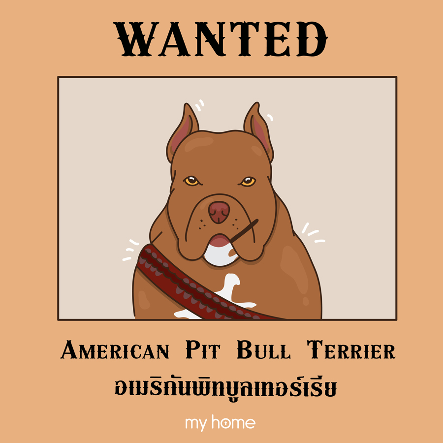 อเมริกันพิทบูลเทอร์เรีย (American Pit Bull Terrier)