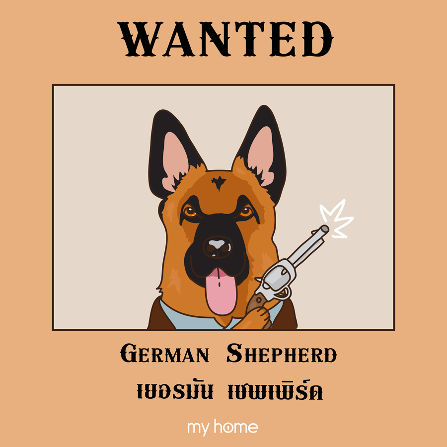 เยอรมัน เชพเพิร์ด (German Shepherd) 