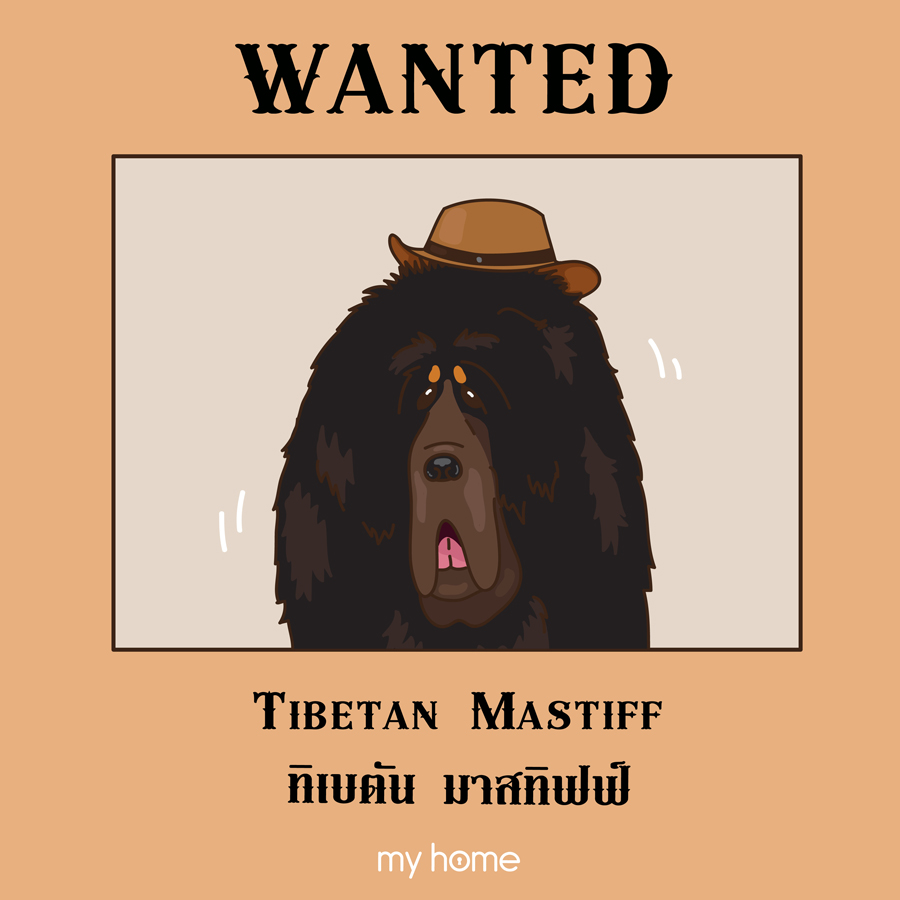 ทิเบตัน มาสทิฟฟ์ (Tibetan Mastiff)