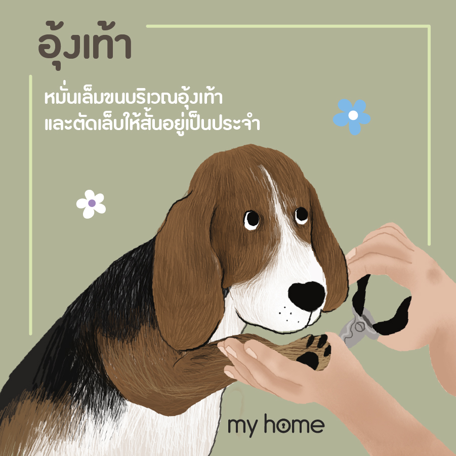 ลดกลิ่นตัวสุนัข