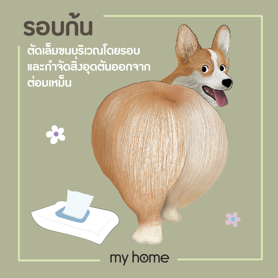 ลดกลิ่นตัวสุนัข