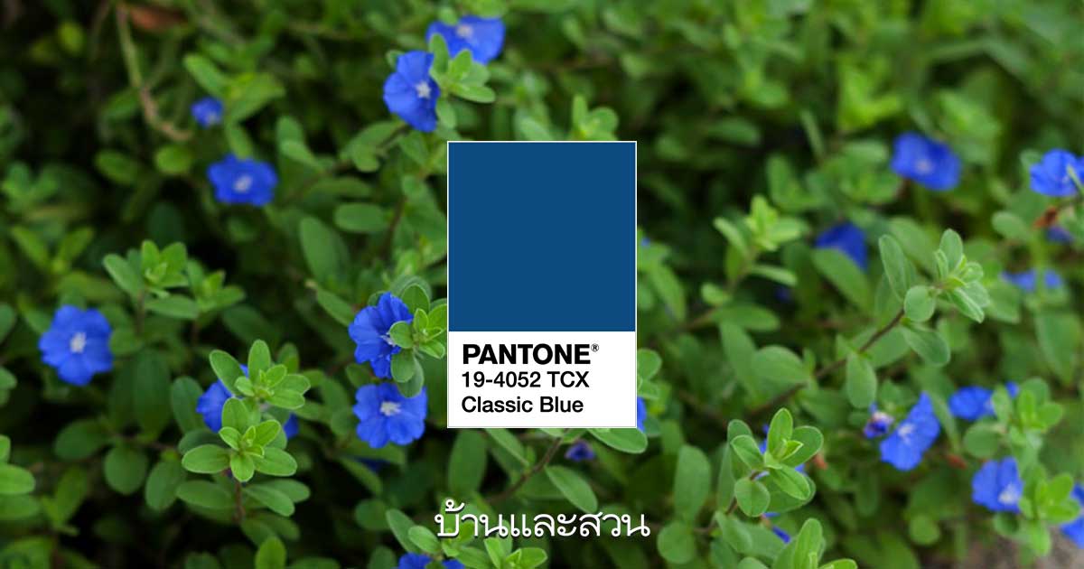 ดอกไม้สีน้ำเงินpantone 2020