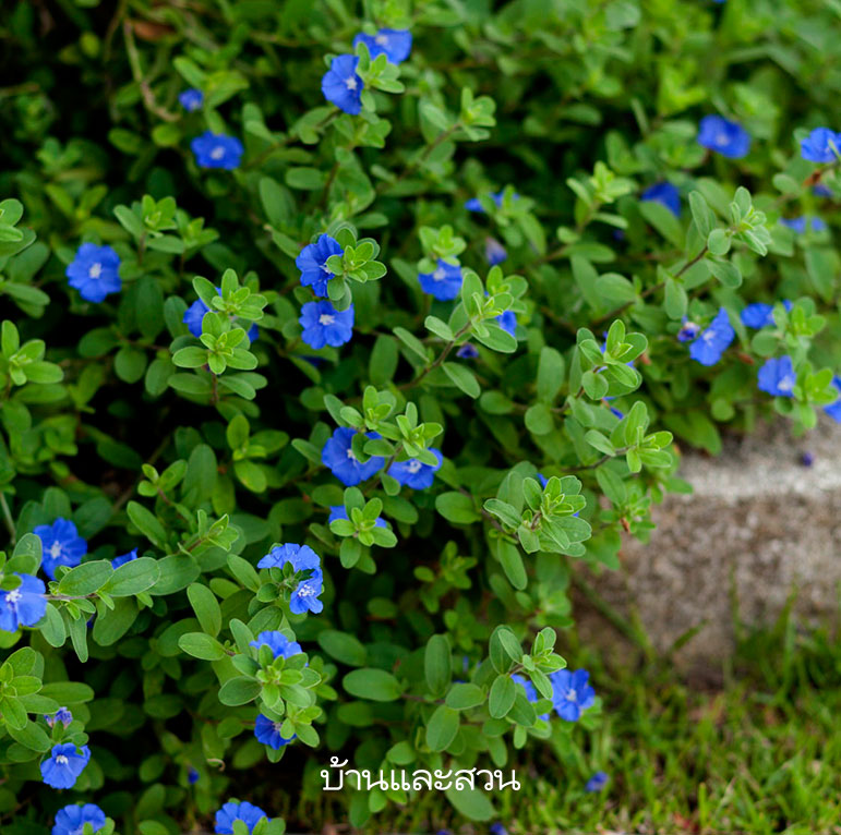 ดอกไม้สีน้ำเงิน pantone 2020