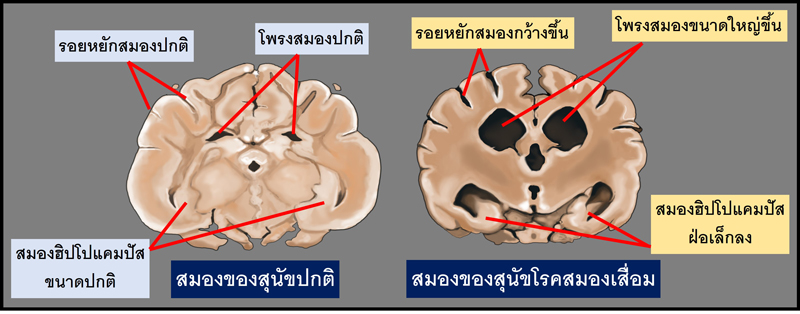 โรคอัลไซเมอร์ในสัตว์เลี้ยง