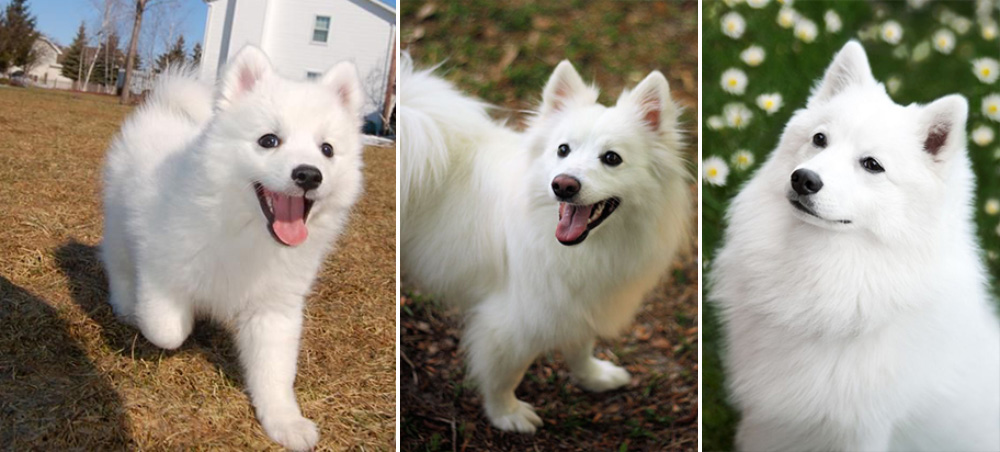 American Eskimo Dog สุนัขสายพันธุ์ขนสีขาว