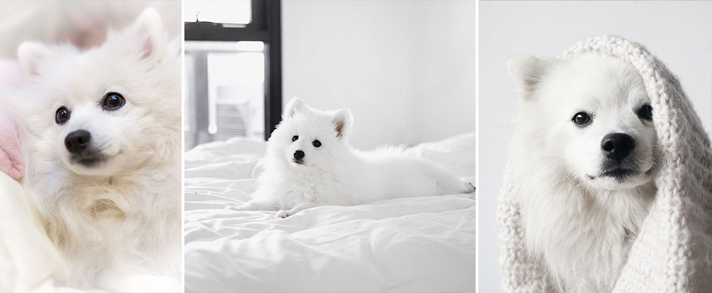 Japanese Spitz