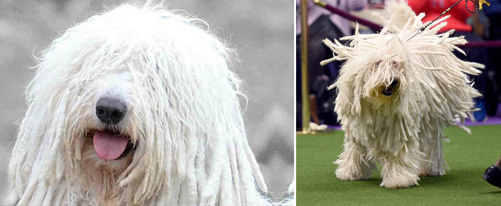 Komondor