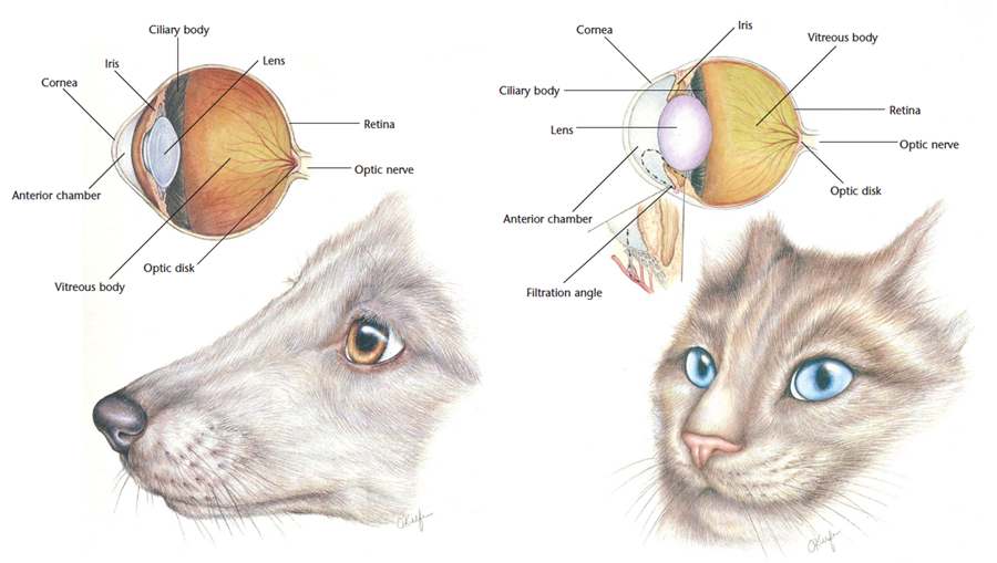 การมองเห็นในสุนัขและแมว