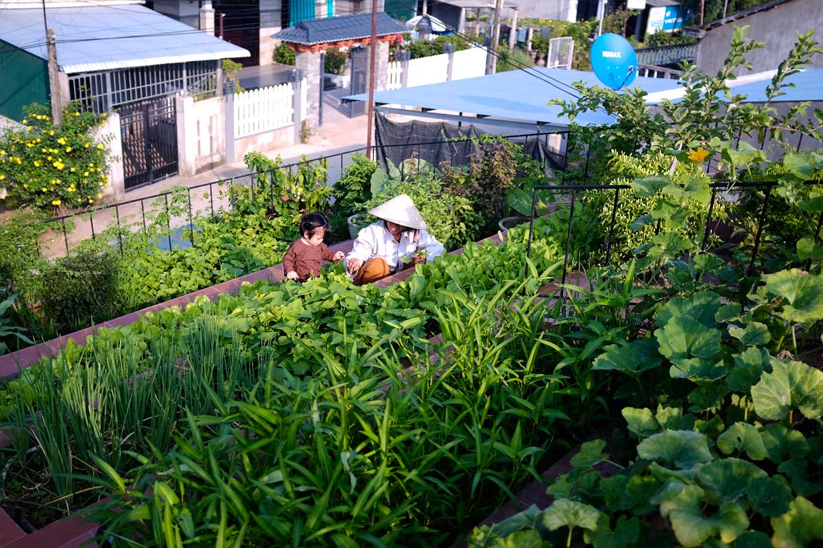 แบบบ้านเล็ก บ้านเวียดนาม แปลงผักในเมือง