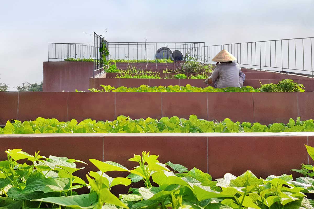 แบบบ้านเล็ก บ้านเวียดนาม แปลงผักในเมือง 