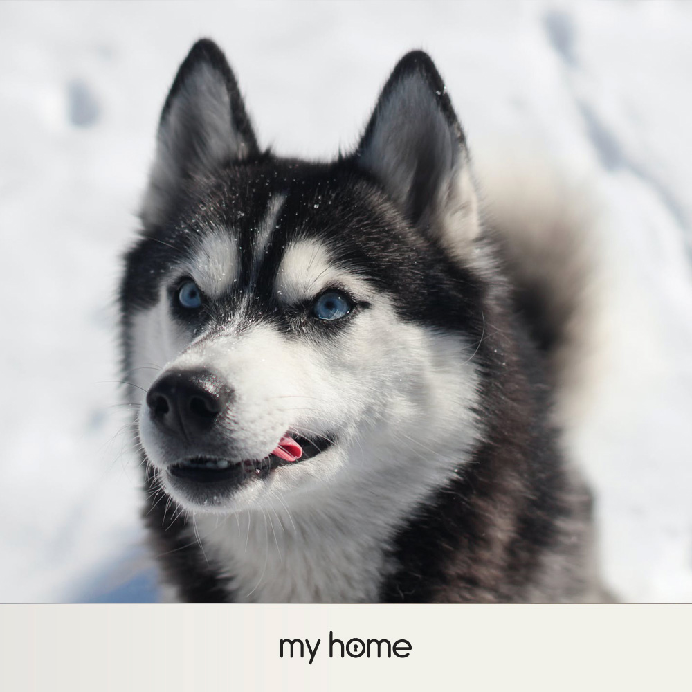 Siberian Husky