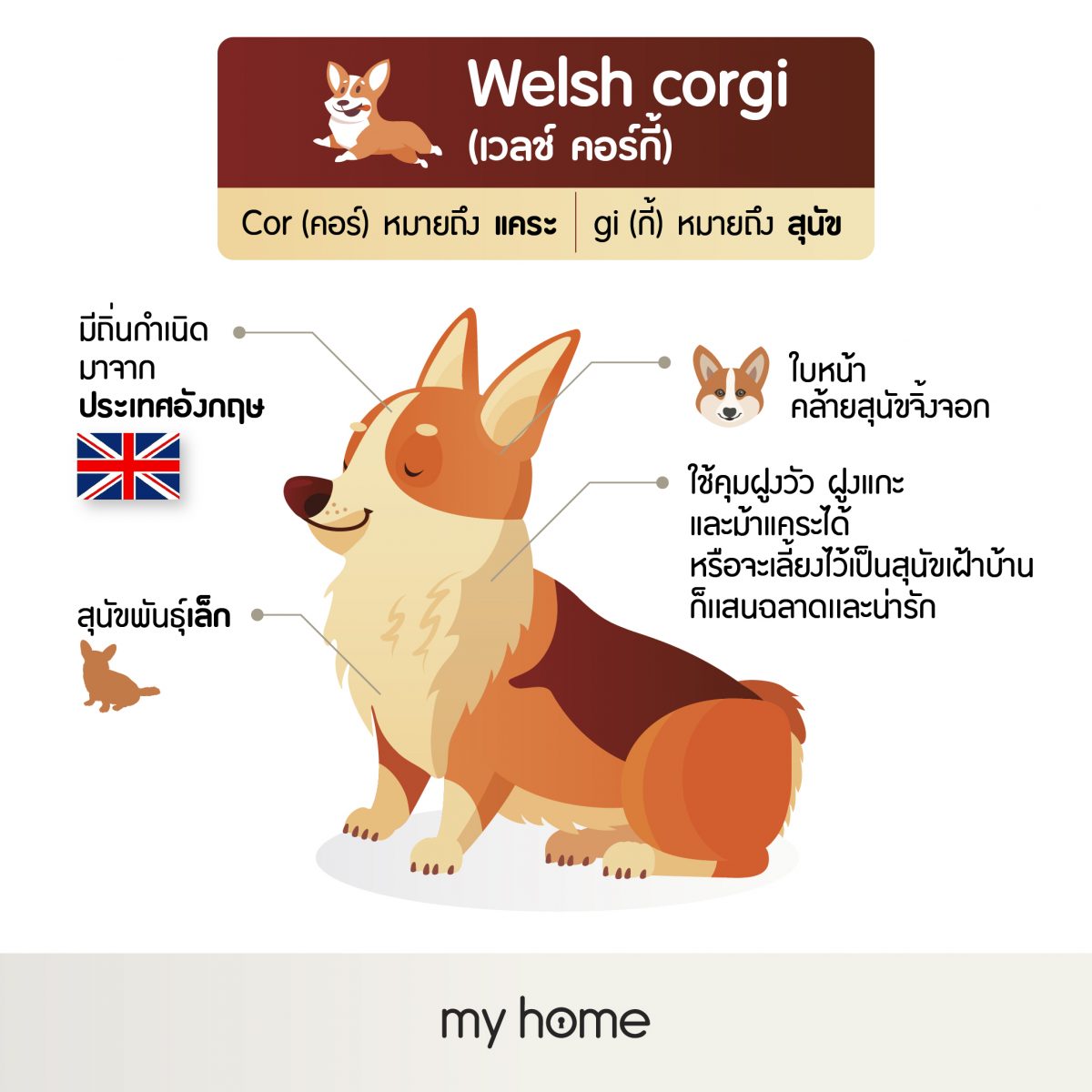 Welsh corgi