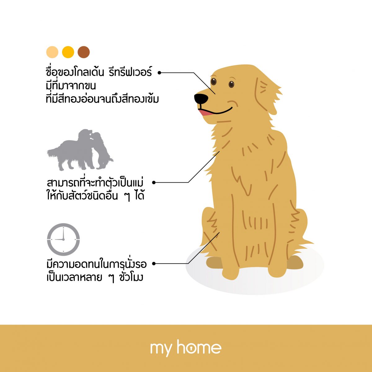 โกลเด้น รีทรีฟเวอร์ (Golden Retriever)