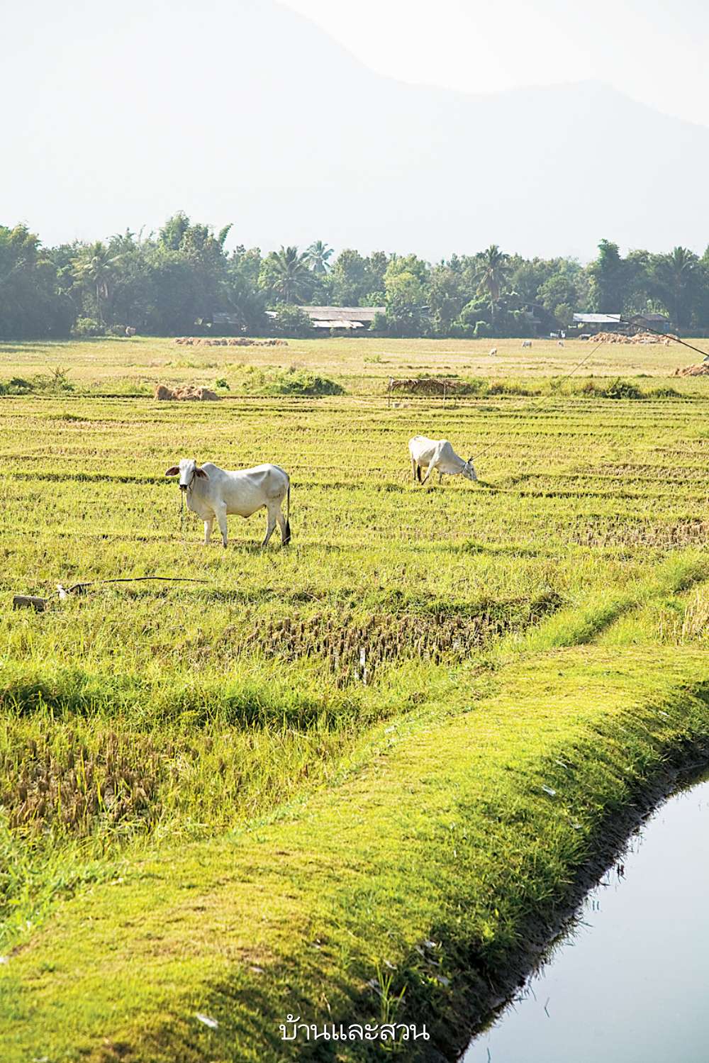 ท้องนา 