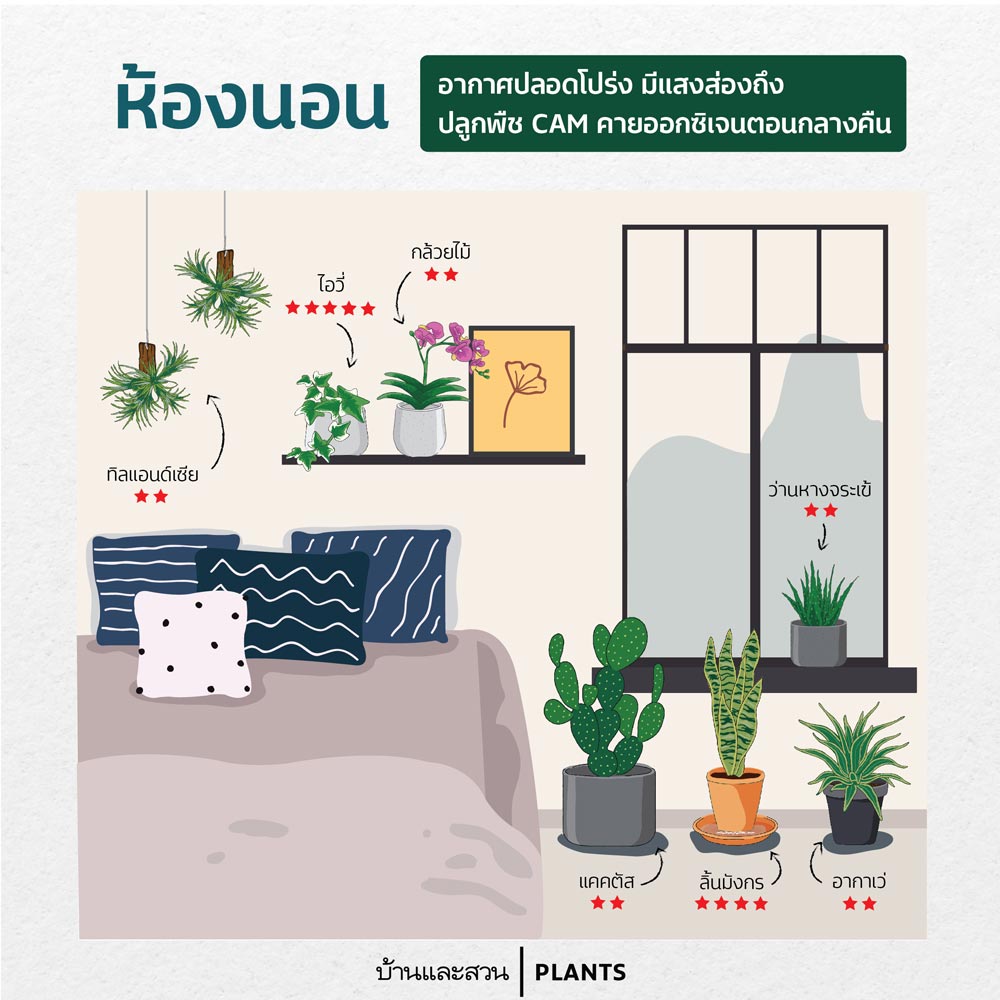 ต้นไม้ ในห้องนอน ต้นไม้ในห้อง