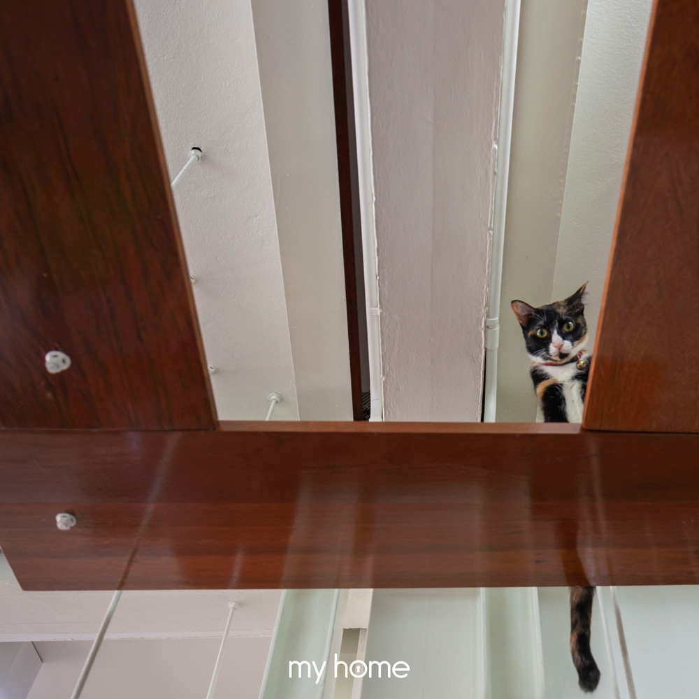 เลี้ยงแมวระบบปิด บ้านแมว บ้านตึกแถว ตึกแถว บ้านอยู่กับแมว บ้านสัตว์เลี้ยง อยู่กับแมว เลี้ยงแมวในบ้าน แมวจร