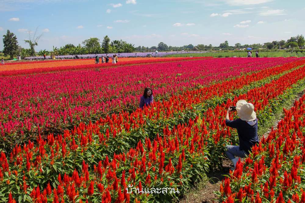 I Love Flower Farm