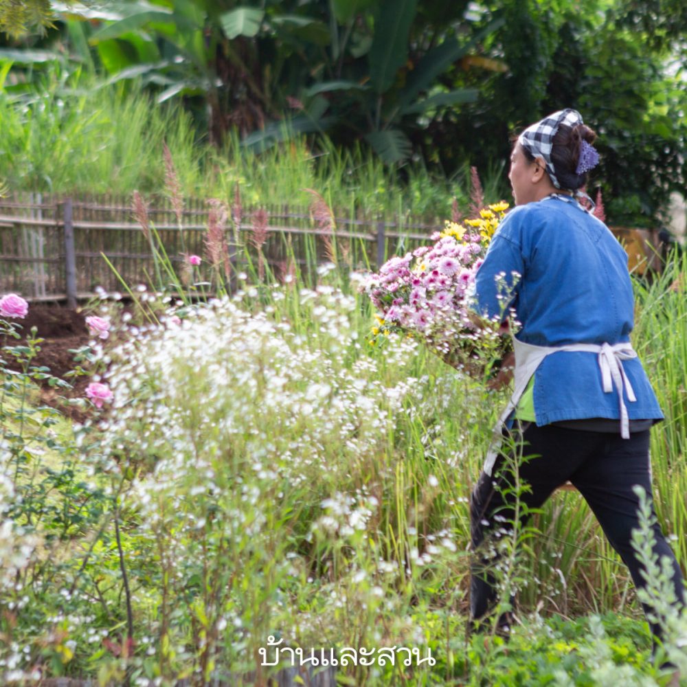 Mori Natural Farm ที่พักเชียงใหม่ บ้านฟาร์ม บ้านชนบท บ้านเชียงใหม่ 