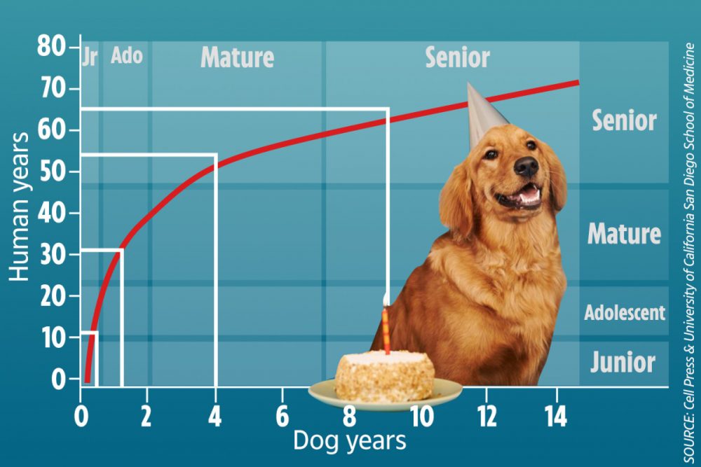 เปรียบเทียบอายุสุนัขและแมวกับมนุษย์