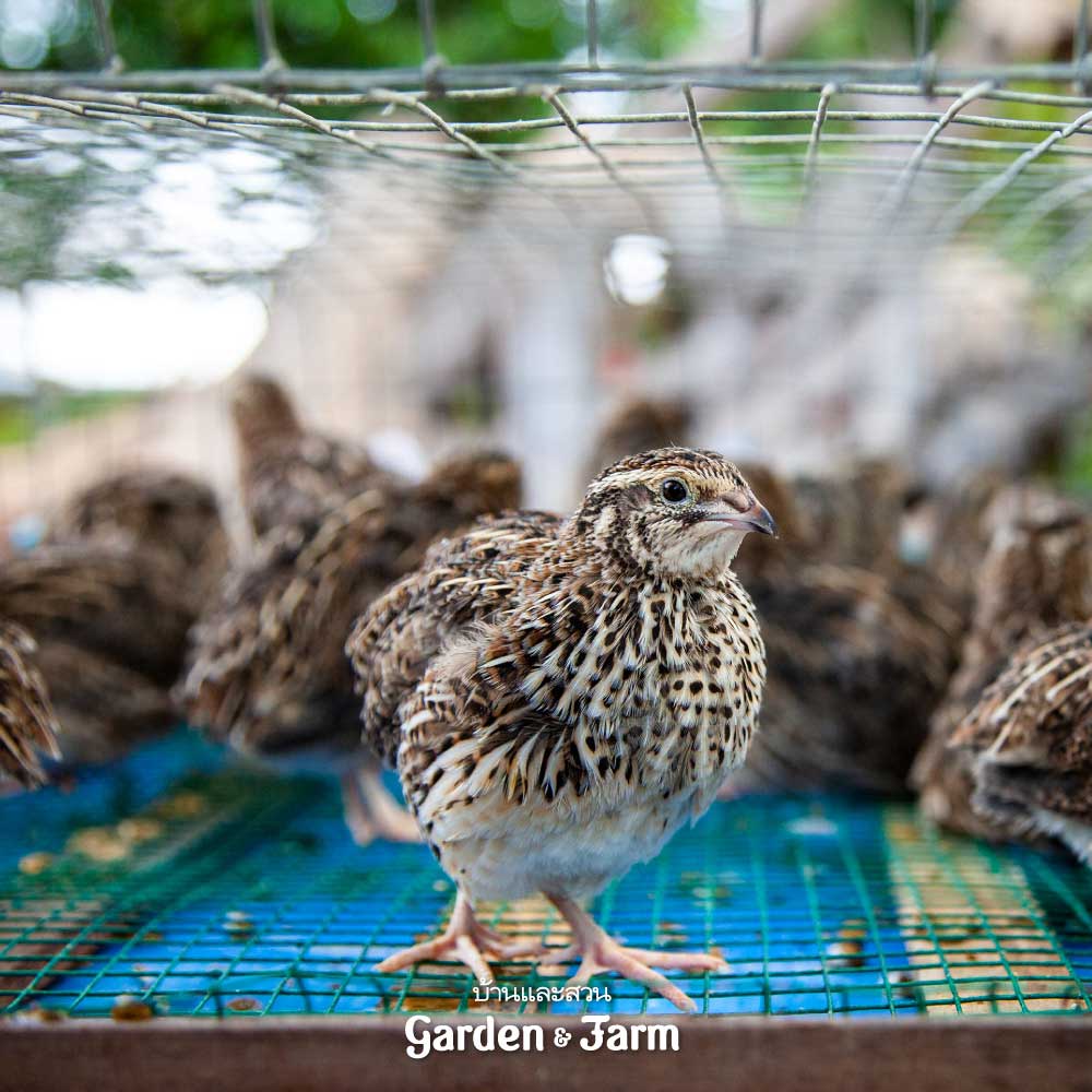 ฟาร์ม ไก่ ไข่ อุบล โควิด