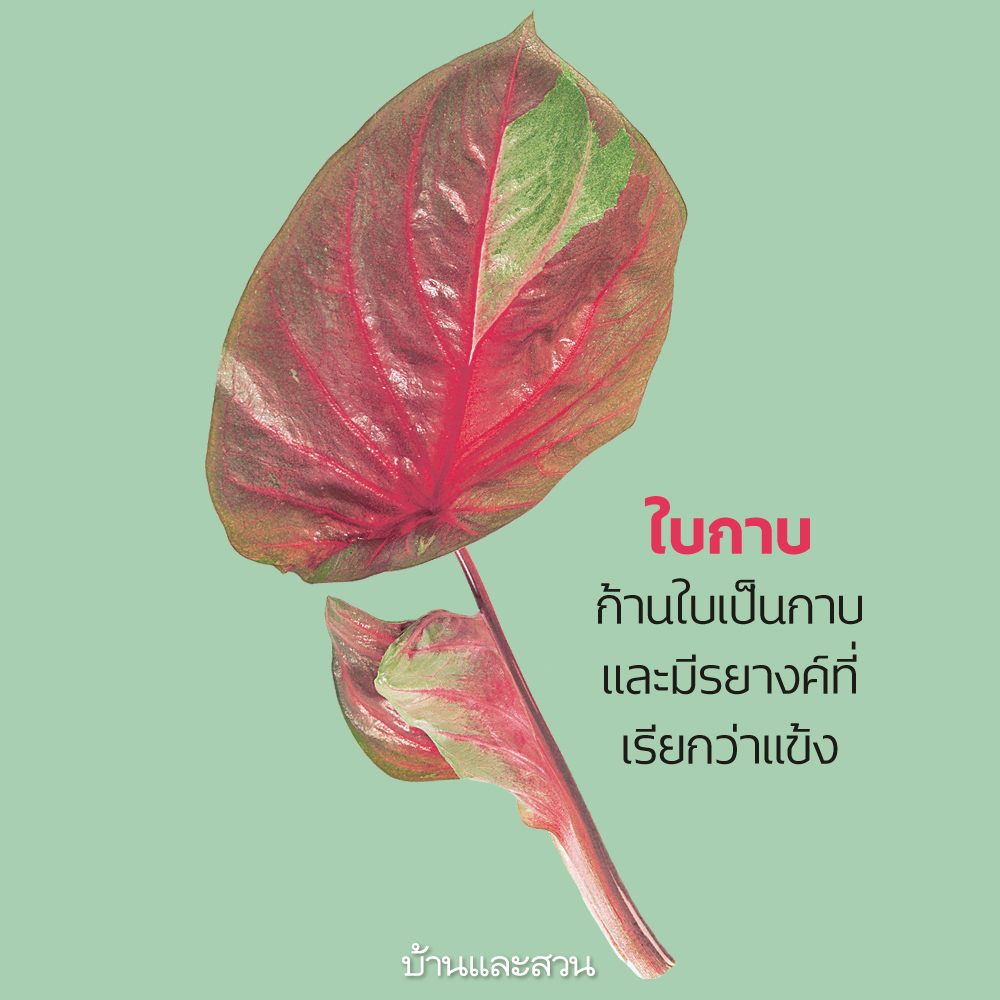 บอนสีประเภทต่างๆ