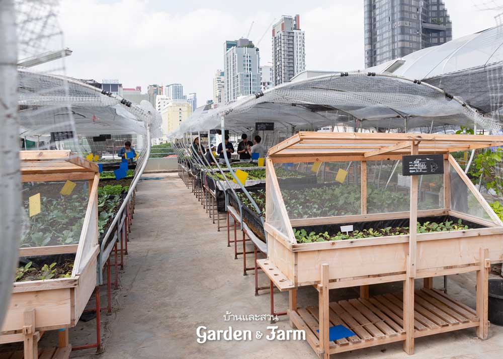 bangkok rooftop farming