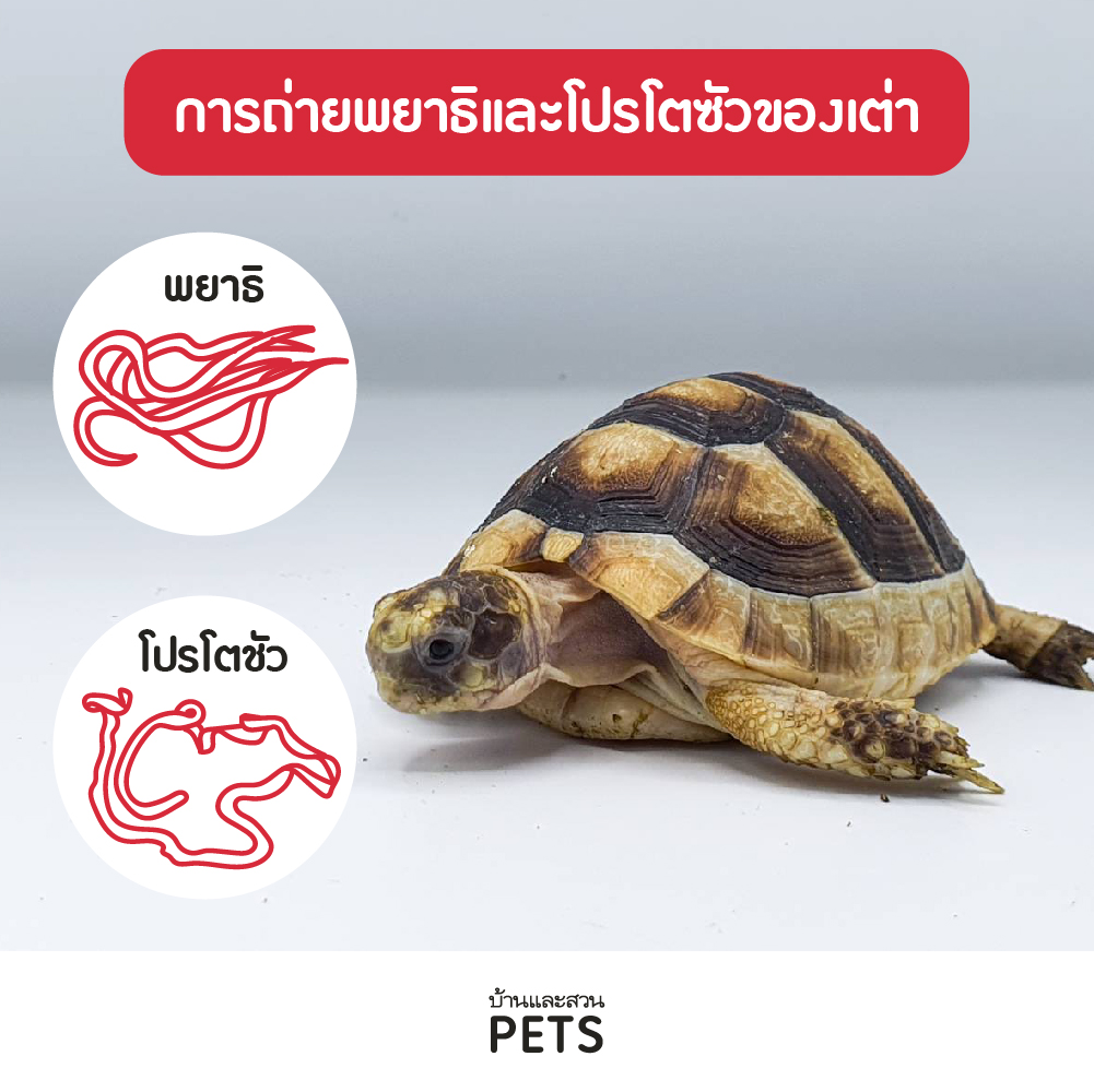 เต่าบก (Tortoise) ลักษณะสายพันธุ์และนิสัย - บ้านและสวน Pets