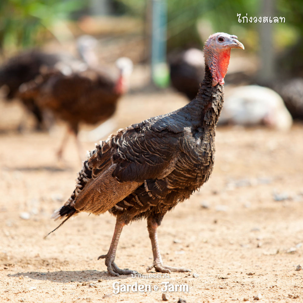 เลี้ยงไก่งวง วิธีการเลี้ยงไก่งวงแบบอินทรีย์