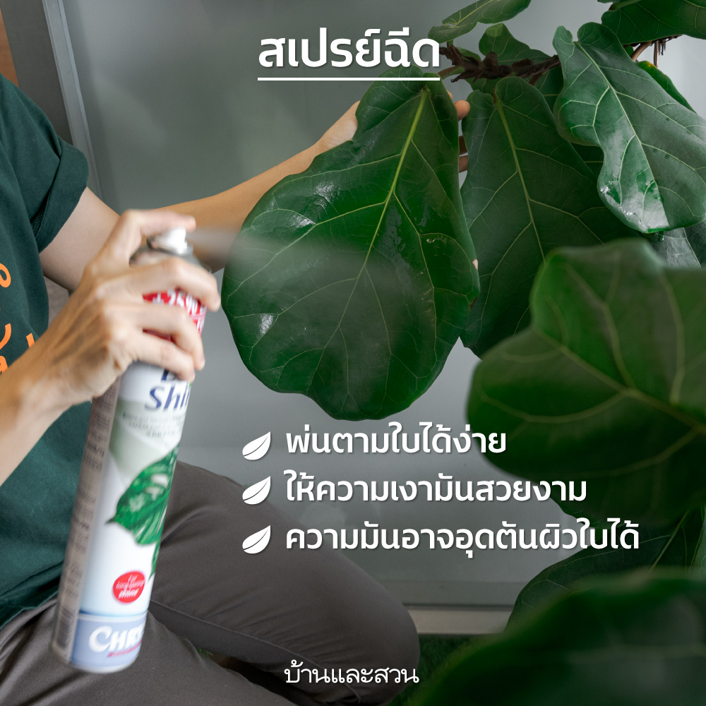 cleantheleaf ทำความสะอาดไม้ใบ