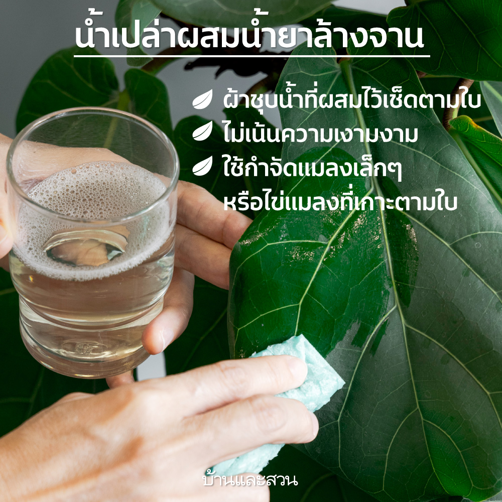 cleantheleaf ทำความสะอาดไมใบ