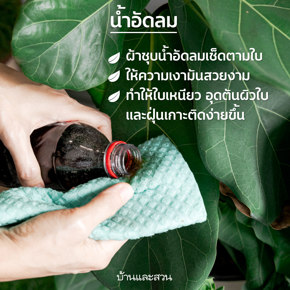 cleantheleaf ทำความสะอาดม้ใบ