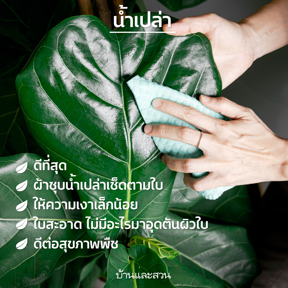 cleantheleaf ทำความสะอาดไม้ใบ