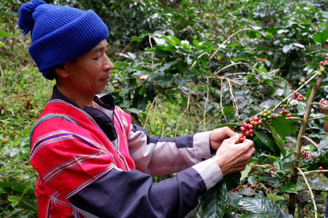 “มีวนา” แบรนด์กาแฟไทยกับวิถีวนเกษตร คนกับป่าพึ่งพิงกันอย่างยั่งยืน