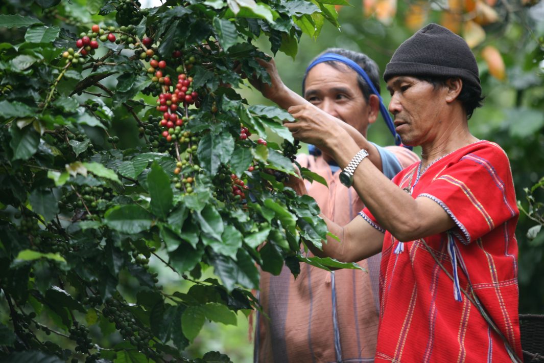 “มีวนา” แบรนด์กาแฟไทยกับวิถีวนเกษตร คนกับป่าพึ่งพิงกันอย่างยั่งยืน